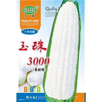 玉珠3000香甜糯