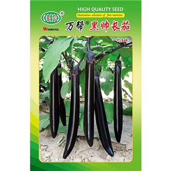黑帅长茄
