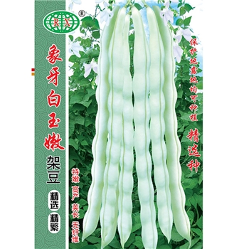 象牙白玉嫩