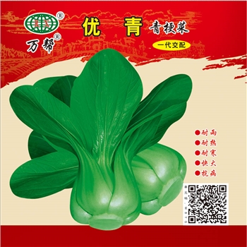 优青 青梗菜