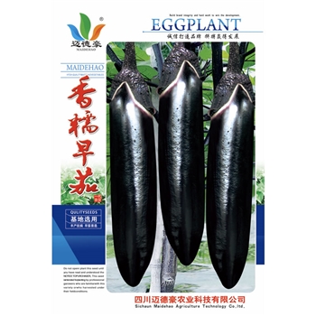 香糯早茄
