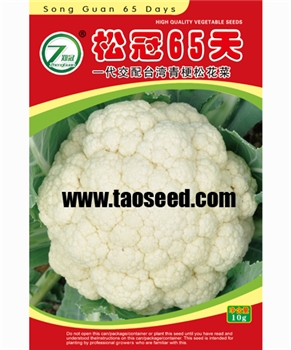 【吴桥】松冠65天