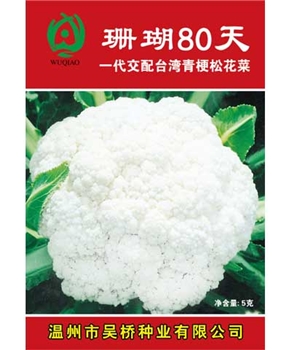 【吴桥】珊瑚80天