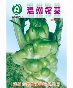 【吴桥】虹桥榨菜-大白菜种子