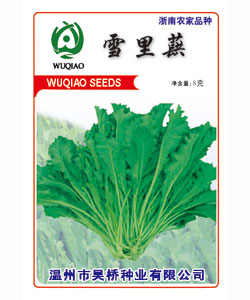 【吴桥】雪里蕻-大白菜种子