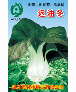【吴桥】迟油冬-大白菜种子