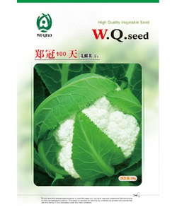 【吴桥】郑冠100天 -花椰菜种子