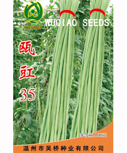 【吴桥】瓯豇35