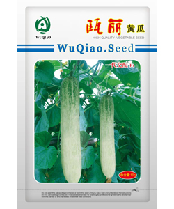 瓯丽黄瓜  