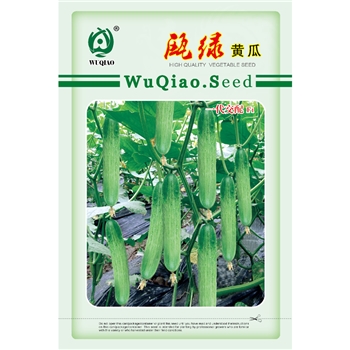 瓯绿黄瓜