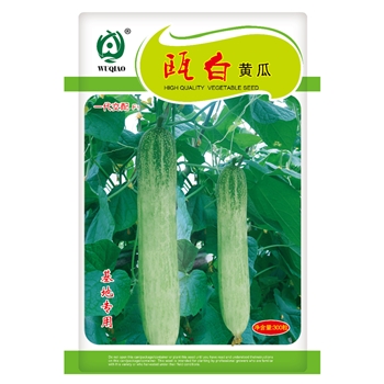 瓯白黄瓜