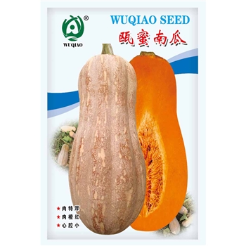瓯蜜南瓜