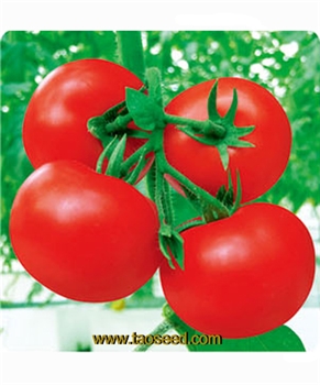 【台湾合欢农产】JQ-168番茄