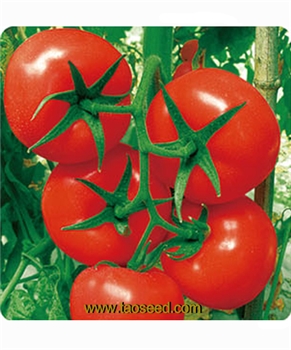 【台湾合欢农产】JQ-158番茄