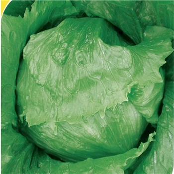 常利结球生菜
