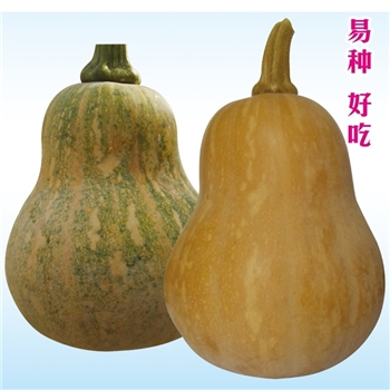 福娃奶油小南瓜