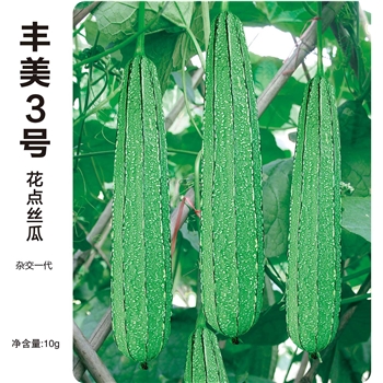 丰美3号花点丝瓜