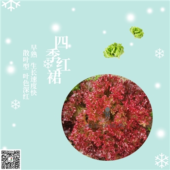 【佳禾农业】四季红裙-生菜种子