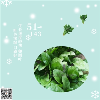【佳禾农业】51-143-菠菜种子