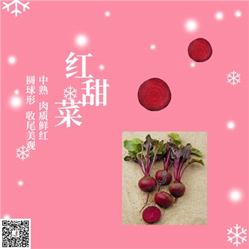【佳禾农业】红甜菜单粒种-甜菜种子