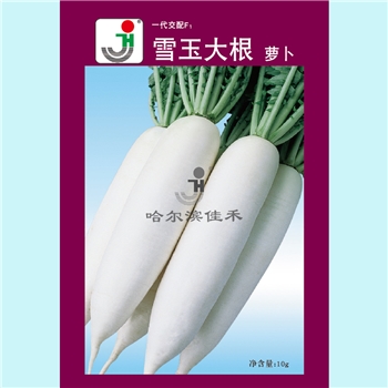 【佳禾农业】雪玉大根-萝卜种子-白萝卜