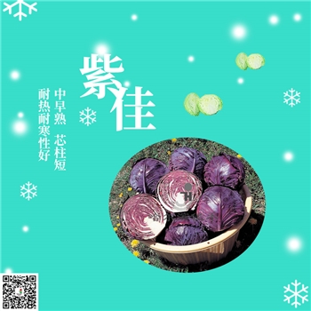 【佳禾农业】紫佳-甘蓝种子