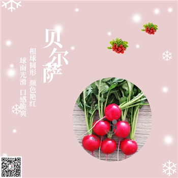 【佳禾农业】贝尔萨-萝卜种子-樱桃萝卜