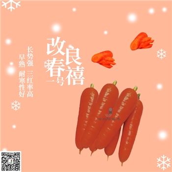 【佳禾农业】改良春禧一号-胡萝卜种子-早熟品种