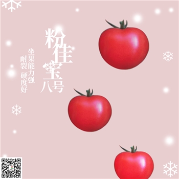 【佳禾农业】粉佳宝八号-番茄种子-粉果