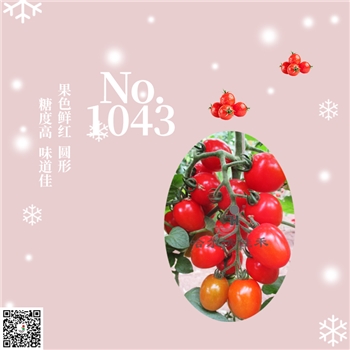 【佳禾农业】NO.1043-番茄种子-小番茄