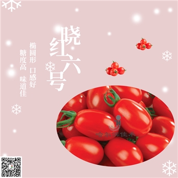【佳禾农业】晓红六号-番茄种子-小番茄