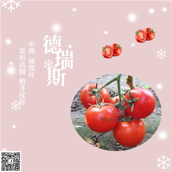 【佳禾农业】德瑞斯-番茄种子-中熟红果番茄-耐裂果-硬度好