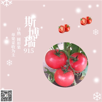 斯博瑞915-番茄种子-粉果番茄-早熟