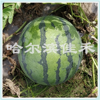 【佳禾农业】花甜一号-西瓜种子-中早熟西瓜-椭圆形西瓜-可嫁接