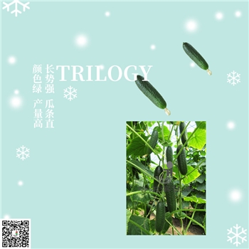 【佳禾农业】Trilogy泰乐琪-黄瓜种子-腌渍类型-可鲜食