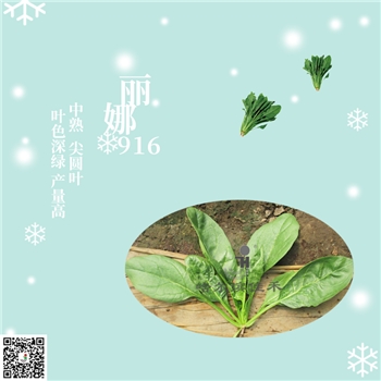【佳禾农业】丽娜916-菠菜种子-春秋菠菜品种