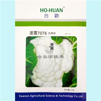 【佳禾农业】圣雪7076-白菜花种子-花椰菜种子