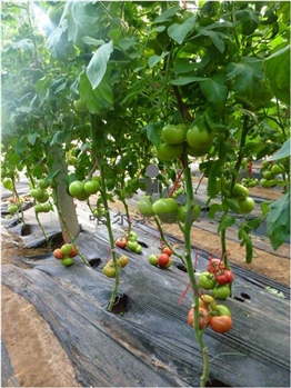 【佳禾农业】37944-番茄种子-粉果番茄
