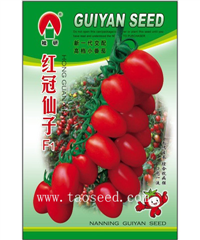红冠仙子 -番茄种子
