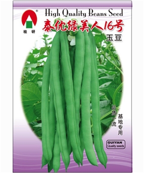 泰优绿美人16号玉豆