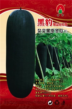 精品黑豹