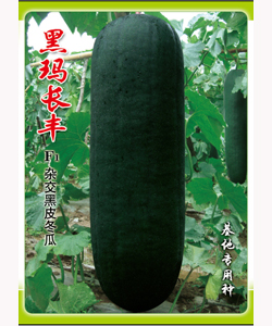 黑玛长丰（杂交黑皮冬瓜）