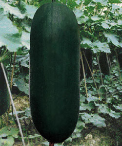 特选黑皮冬瓜