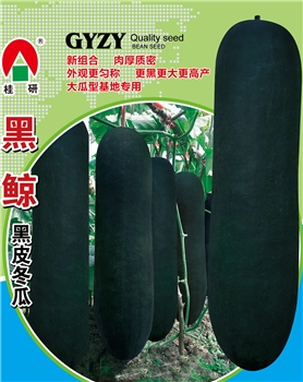 黑鲸