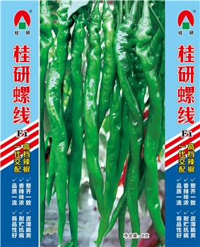 桂研螺线