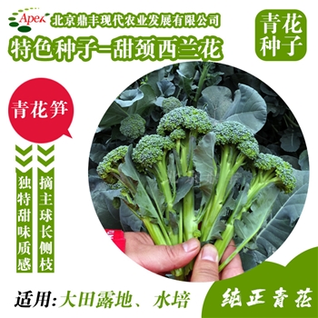 甜茎西蓝花