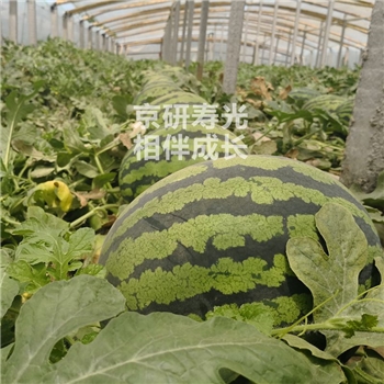 圣嘉甜宝F1
