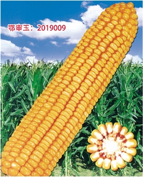 登海679
