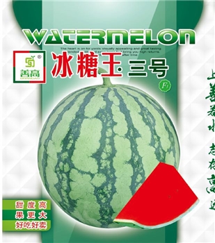 冰糖玉三号