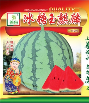 冰糖玉麒麟
